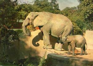 Eléphants d'Afrique - 1967