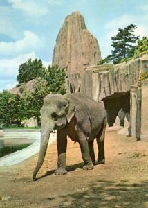 Eléphant (Asie)