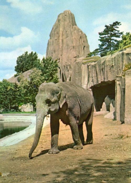 Eléphant (Asie)