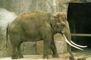 Eléphant d'Asie