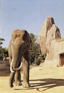 Eléphant d'Asie
