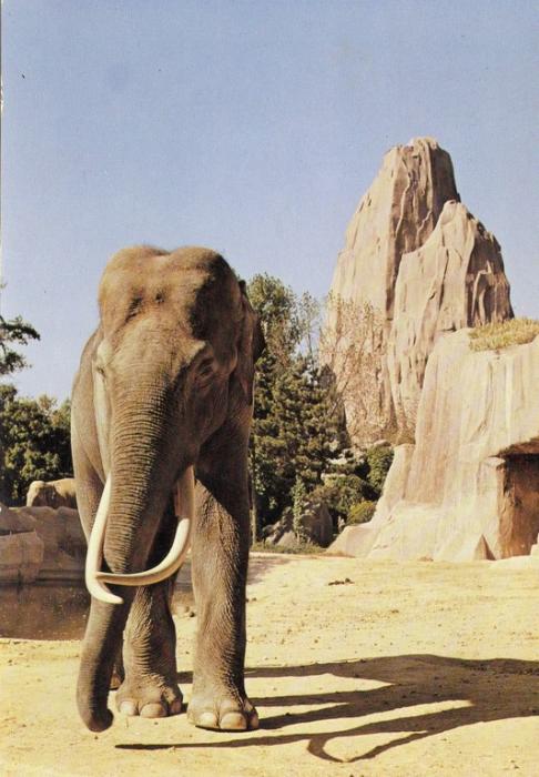 Eléphant d'Asie