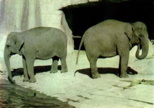 Les Eléphants