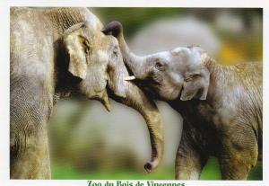 Eléphants d'Asie
