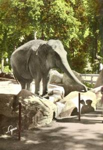 L'Eléphant - 1971