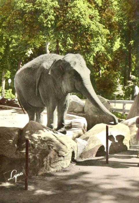 L'Eléphant - 1971