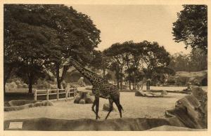 Les Girafes