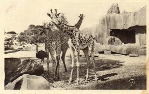Girafes et Autruches