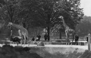 Les Girafes sur leur plateau - 1938