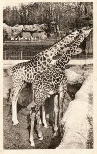 Girafe Piralta et Girafe Tippelskirki