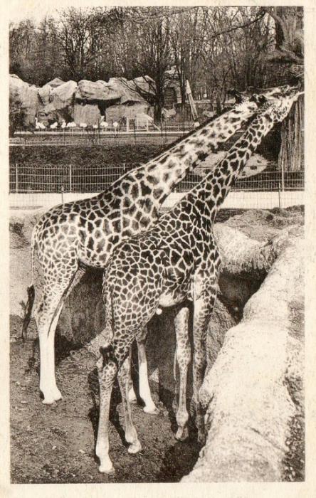 Girafe Piralta et Girafe Tippelskirki