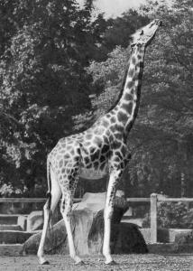 Girafe - 1961