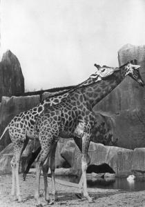 Girafes