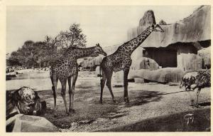 Girafes et Autruches