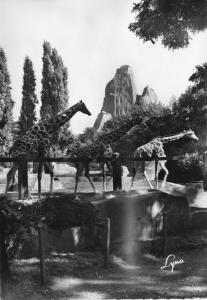 Les Girafes