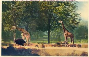 Les Girafes sur leur plateau - 1938