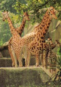 Girafes - 1971