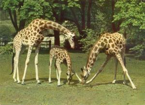Girafes - 1963