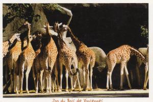 Girafes