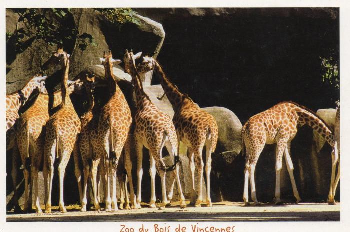 Girafes