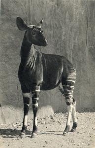 Okapi