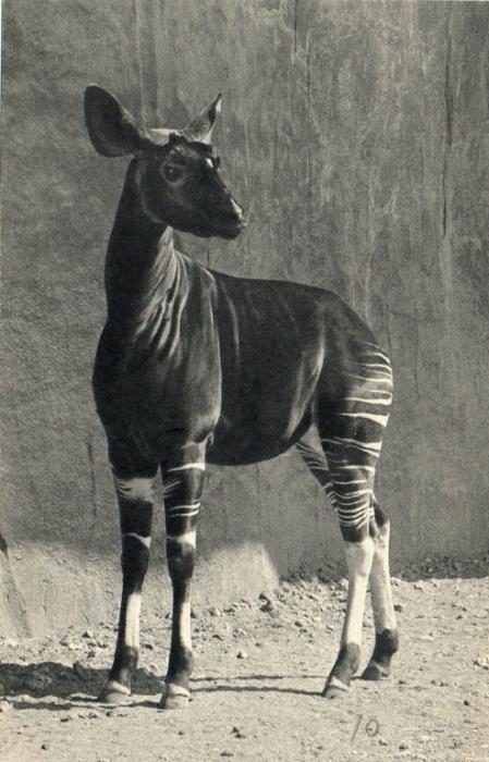 Okapi