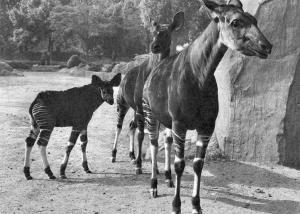 Famille d'Okapis - 1967