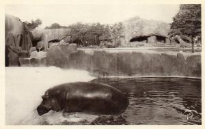 L'Hippopotame sortant du bain