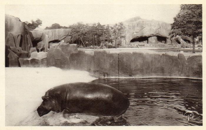L'Hippopotame sortant du bain