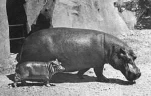 Hippopotame et son petit