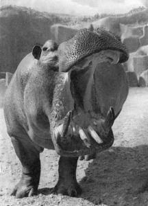 Hippopotame amphibie - 1964