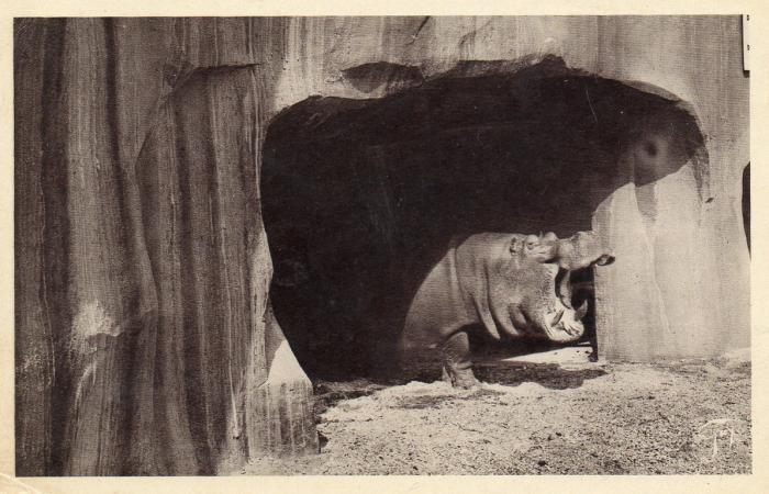 Le sourire de l'Hippopotame