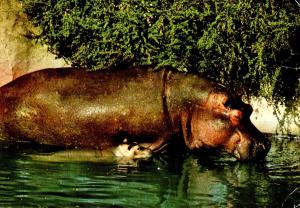 Hippopotame amphibie