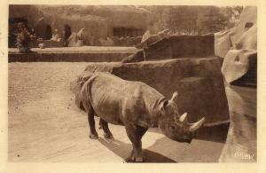 Rhinocéros - 1938
