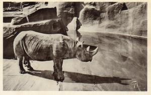Rhinocéros à l'eau