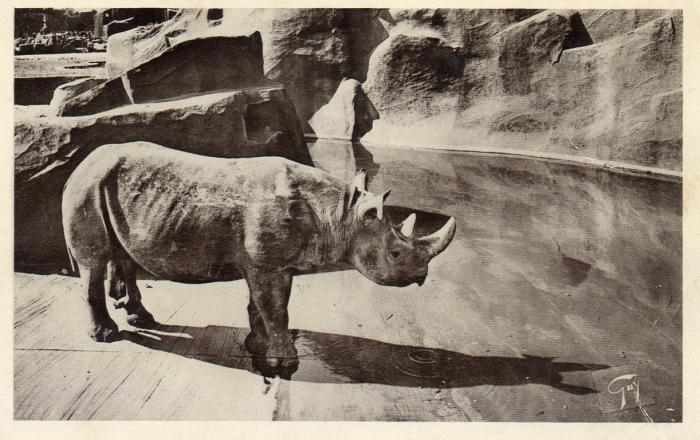 Rhinocéros à l'eau