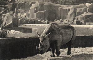 Le Rhinocéros d'Afrique