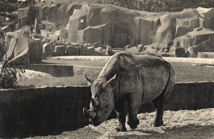 Le Rhinocéros d'Afrique