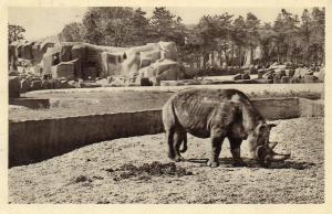 Rhinocéros - 1935