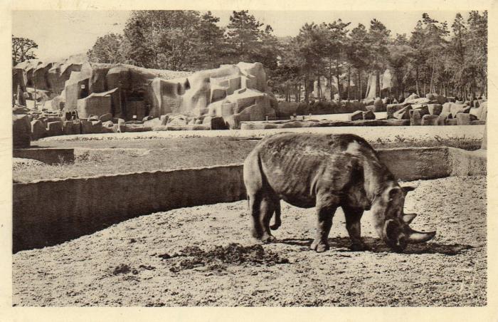 Rhinocéros - 1935