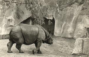 Rhinocéros d'Asie
