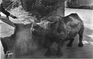 Le Rhinocéros - 1957