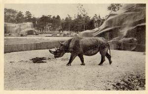 Rhinocéros