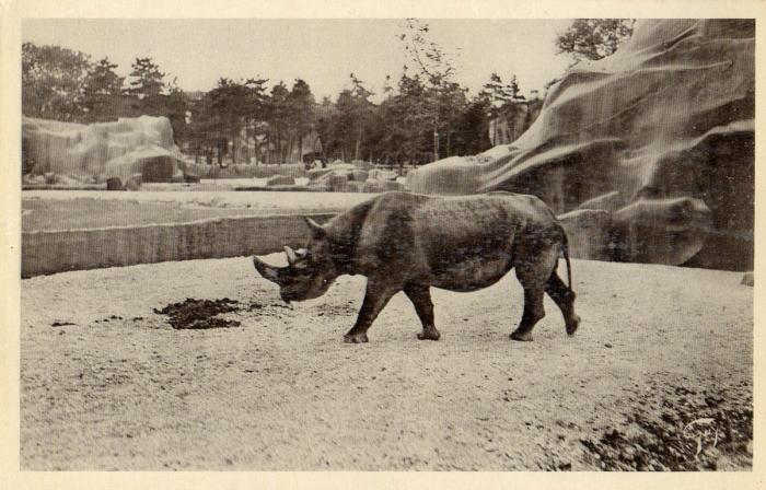 Rhinocéros