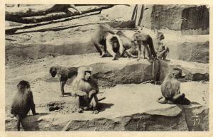 Singes Hamadryas - 1936