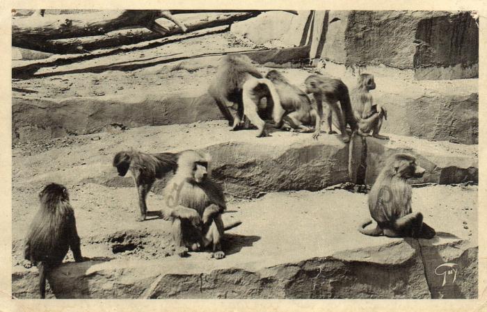 Singes Hamadryas - 1936
