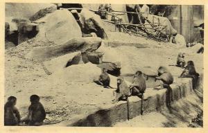 Le Rocher et les singes Hamadryas