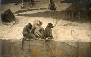Familles de Babouins