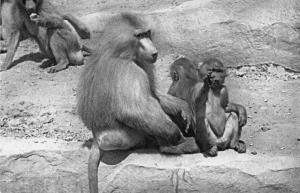 Famille de singes Cynocéphales