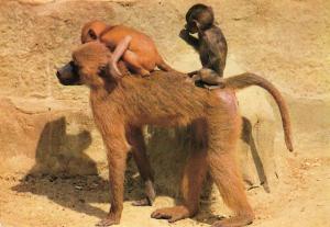 Babouins - Papio papio Afrique - 1986